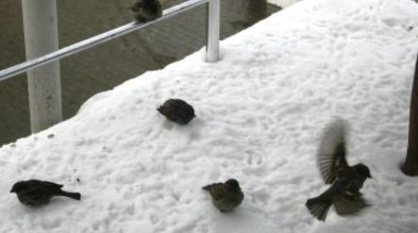 Iğdır’da Dondurucu Soğuklar