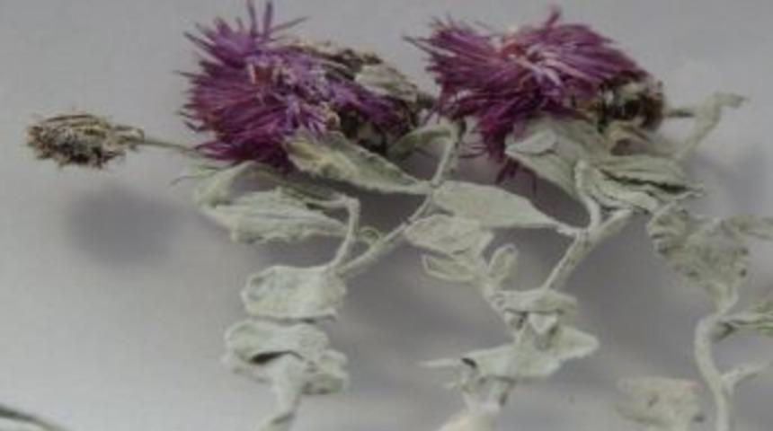 T&uuml;rkiye Bitki T&uuml;r&uuml;nde Avrupa Zengini