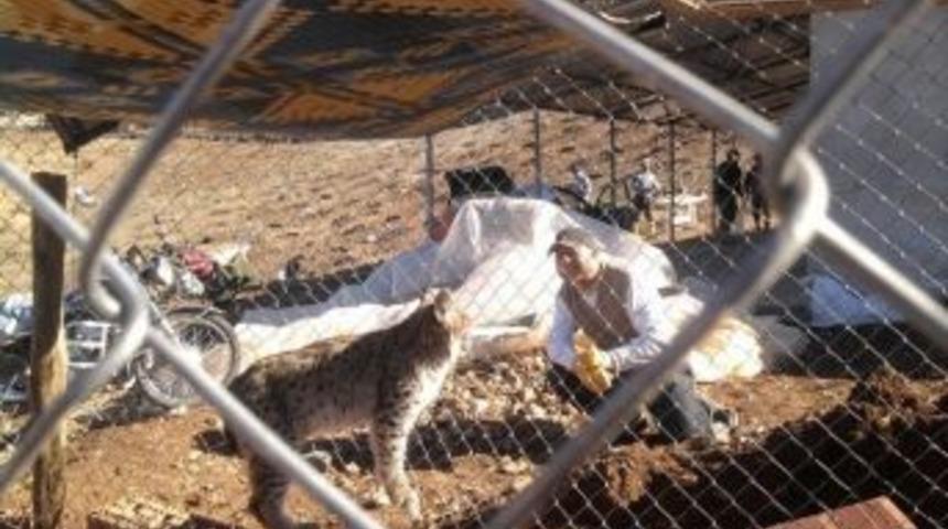 Denizli&rsquo;de &Uuml;&ccedil; Vaşak G&ouml;r&uuml;ld&uuml;