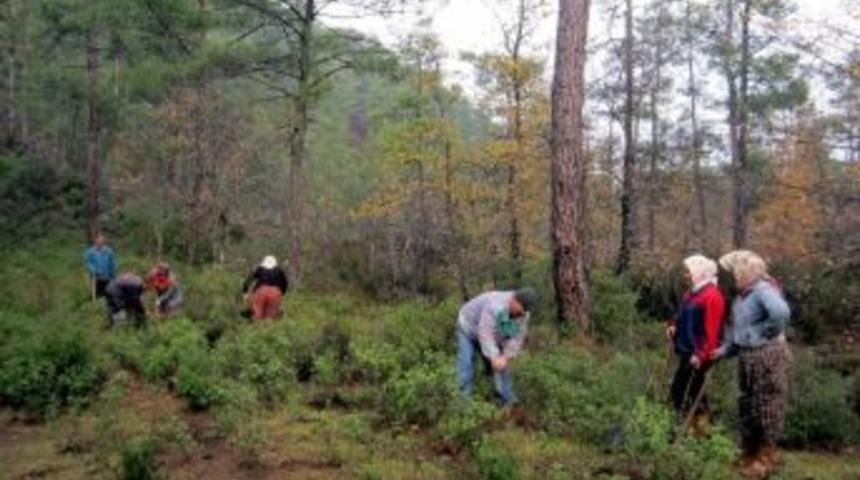 K&ouml;ylere Meyveli Fidan Desteği