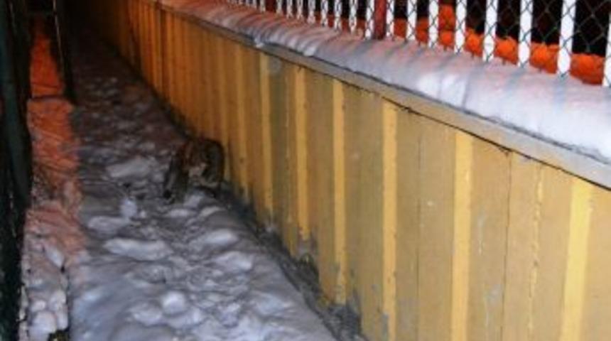 Yaralı Sokak K&ouml;peği Tedavi Altına Alındı