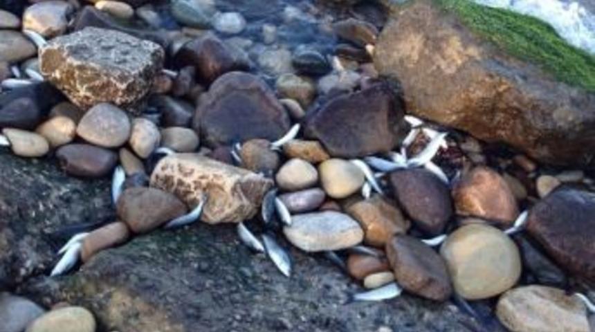 Fatsa&rsquo;da Balık &Ouml;l&uuml;m&uuml;