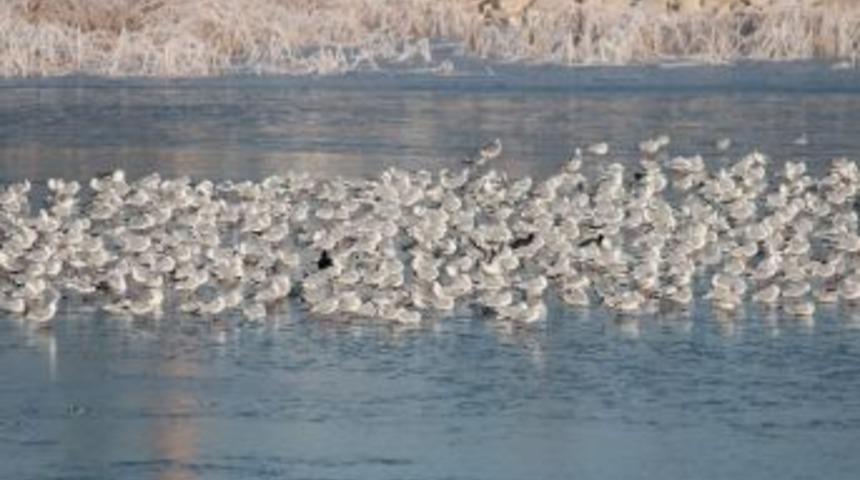 Beyşehir G&ouml;l&uuml;&rsquo;n&uuml;n Simgesi Martılar Ve Kış