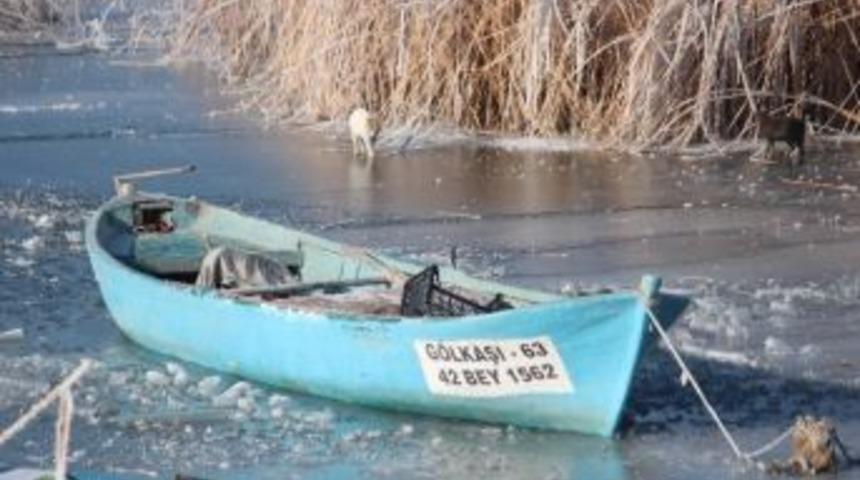 Sokak Kedileri Donmuş G&ouml;lde &Ouml;l&uuml; Kuş Avında