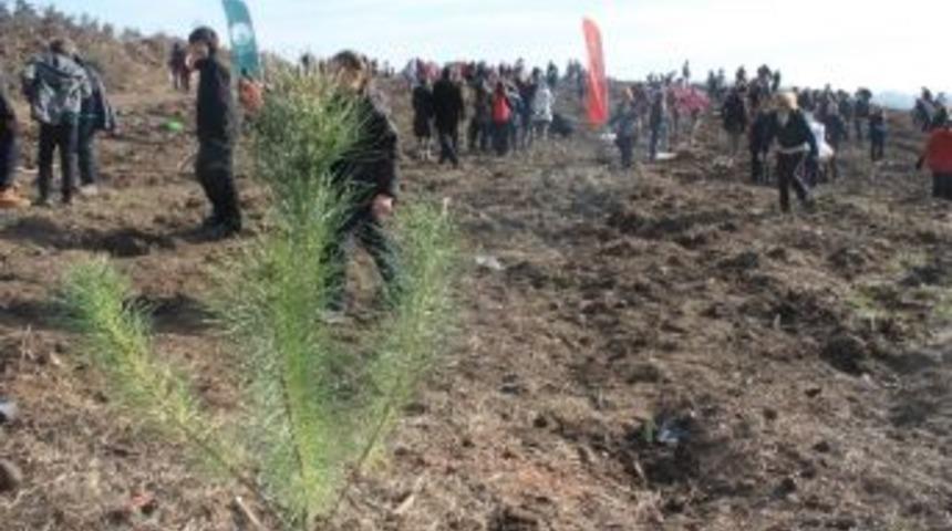 Bir Milyon Fidan Toprakla Buluştu