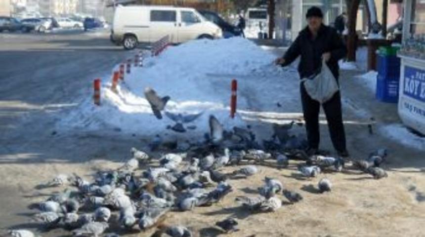 Her Sabah G&uuml;vercinlere Yem Veriyor