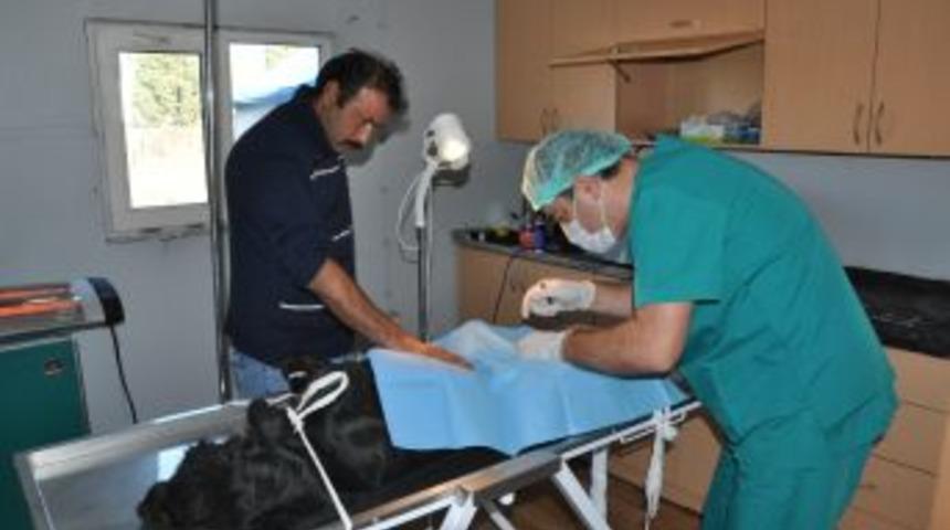 Sokak K&ouml;pekleri Kısırlaştırılıyor