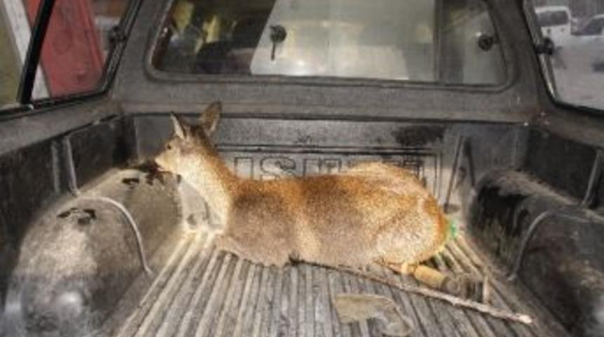 Yavru Karacaya Vatandaşlar Sahip &Ccedil;ıktı