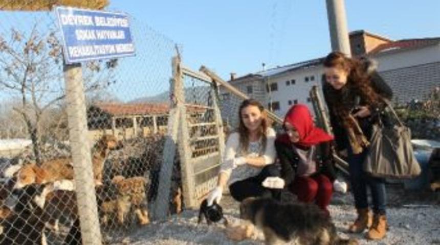 &Uuml;niversite &Ouml;ğrencilerden Sokak Hayvanlarına Şefkat Eli