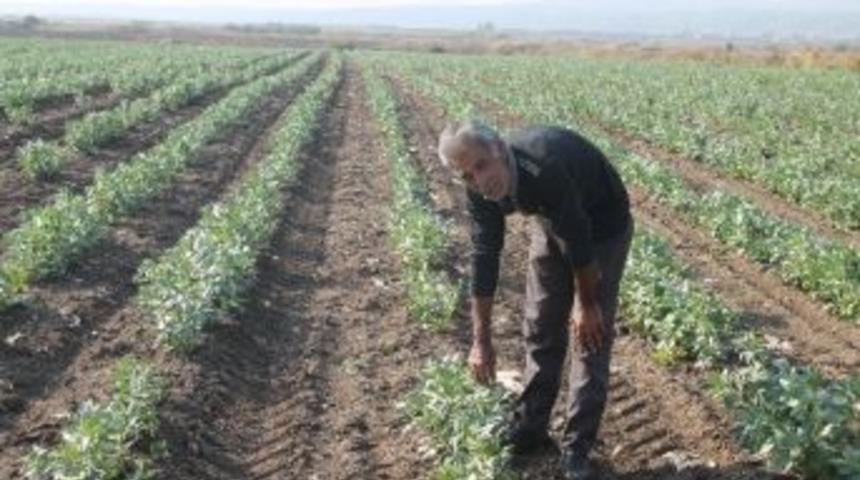 Baklayı Soğuk Vurdu, Rekolte Yarıya D&uuml;şt&uuml;