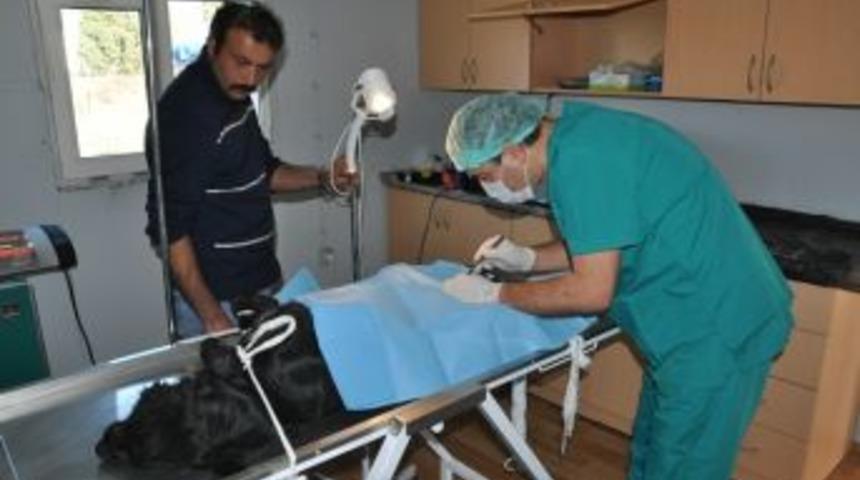 Alaplı'da Sokak k&ouml;pekleri kısırlaştırılıyor