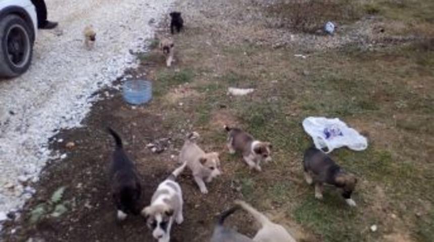 Yavru K&ouml;pekleri &Ouml;l&uuml;me Terk Ettiler