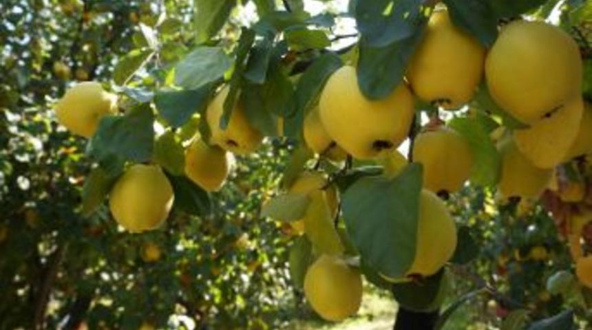 T&uuml;rkiye Ayva &Uuml;retiminde D&uuml;nya Şampiyonu