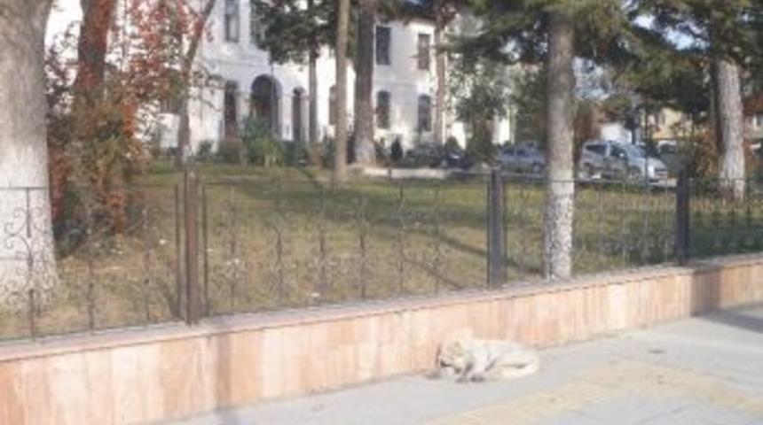Bilecik&rsquo;te Bazı Başıboş K&ouml;pekler Valilik &Ouml;n&uuml;n&uuml; Mesken Tuttu