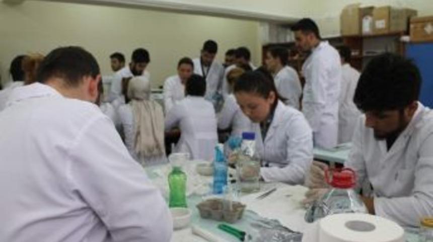 Arı Hastalıkları Kırşehir&rsquo;de Teşhis Ediliyor