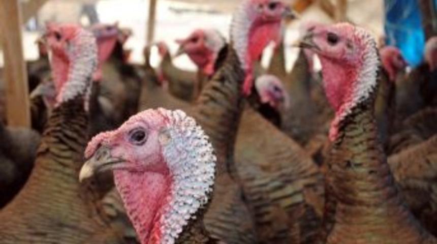 Yılbaşı Hindileri 130 Liraya Yok Satıyor