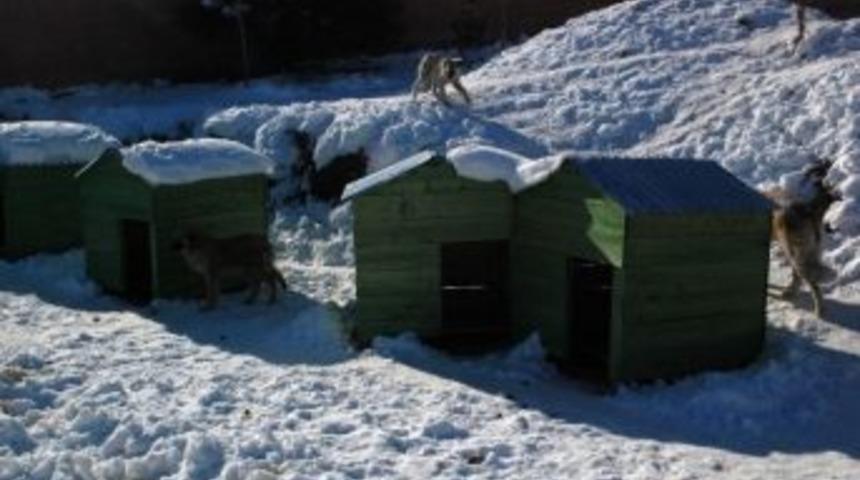 Van Belediyesi&rsquo;nden Sokak Hayvanları İ&ccedil;in &Ccedil;alışma