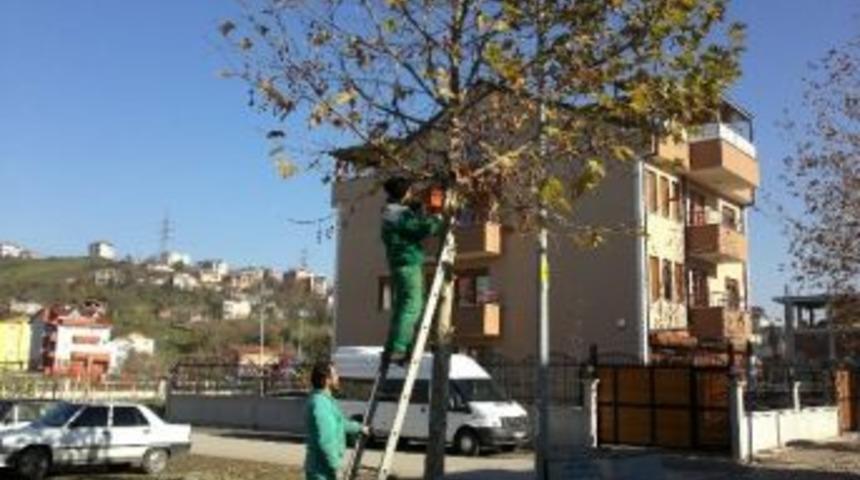 İzmit&rsquo;te Ağa&ccedil;lara Kış Bakımı