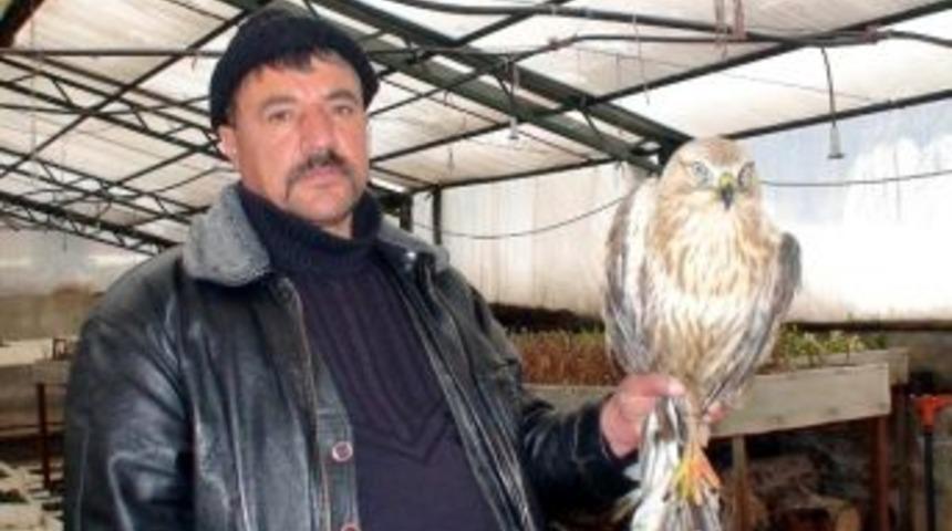 Yaralı Şahine İş&ccedil;iler Sahip &Ccedil;ıktı