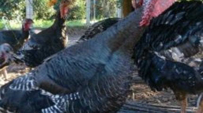 Yılbaşı Hindisi Alana Portakal Bedava