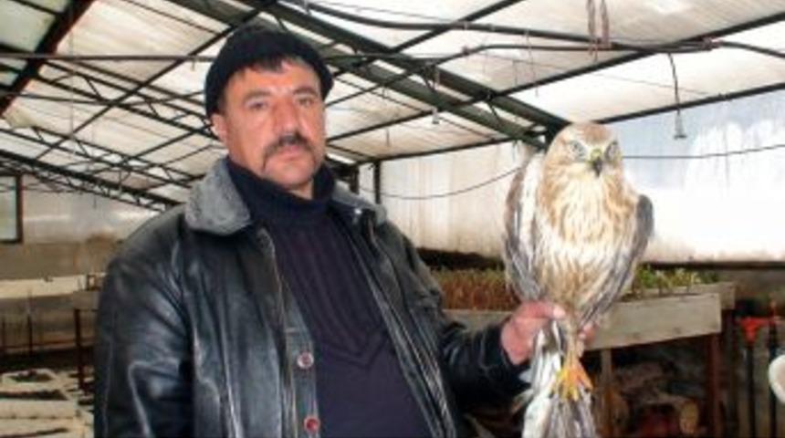 Kanadından Vurulan Şahine Belediye Iş&ccedil;ileri Sahip &Ccedil;ıktı