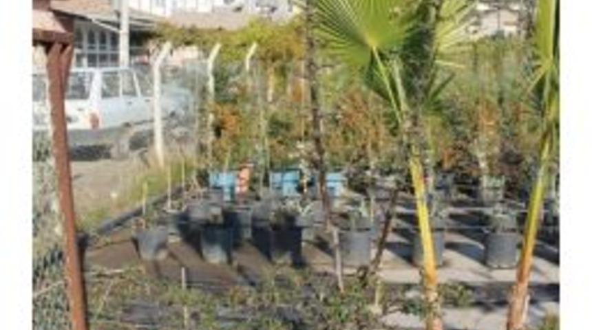 2014 "incir Yılı" İlan Edildi