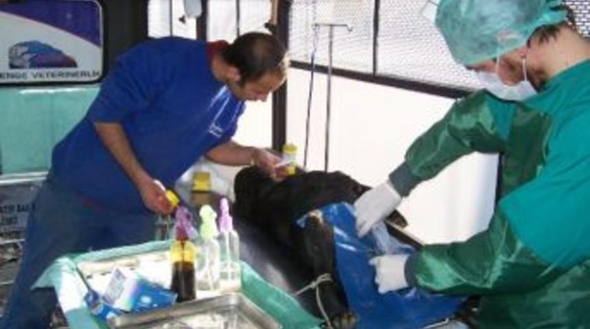 Korkuteli&rsquo;nde Sokak K&ouml;pekleri Kısırlaştırılıyor