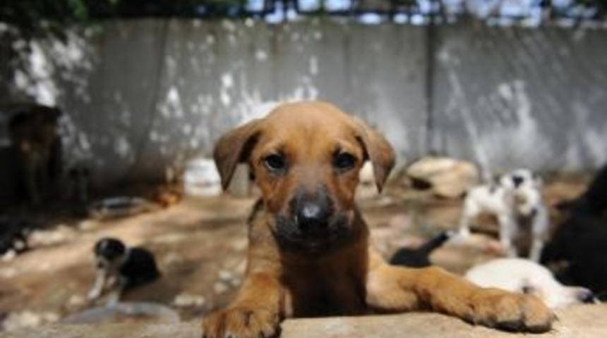 "satın Alma, Sahiplen"