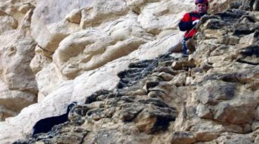 U&ccedil;urumun Kenarında Mahsur Kalan Ke&ccedil;iyi AFAD Kurtardı