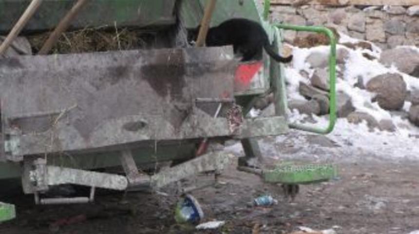 Narman&rsquo;da A&ccedil; Kalan Kediler &Ccedil;&ouml;p Aracını Sardı