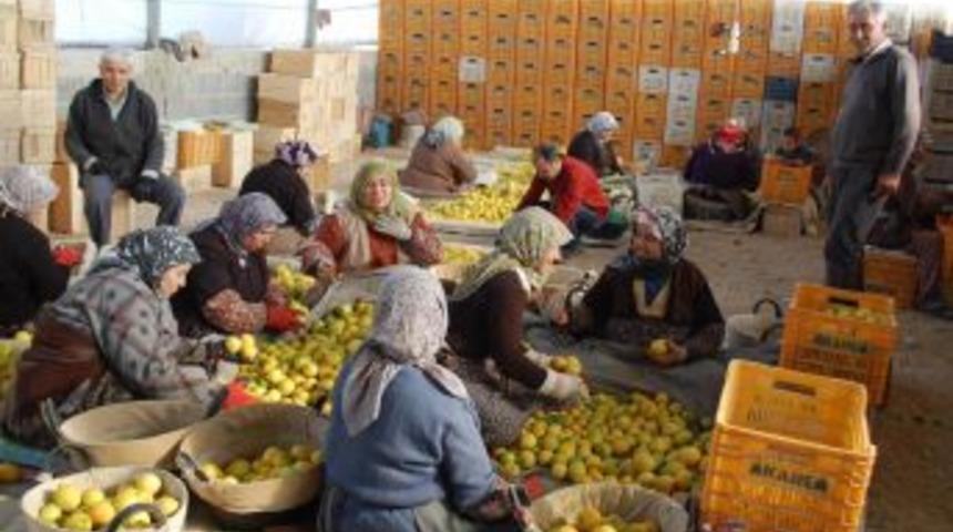 Limon Bu Yıl &Uuml;reticisinin Y&uuml;z&uuml;n&uuml; G&uuml;ld&uuml;r&uuml;yor