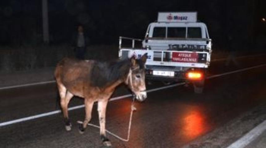 Osmancık&rsquo;ta Katır Operasyonu