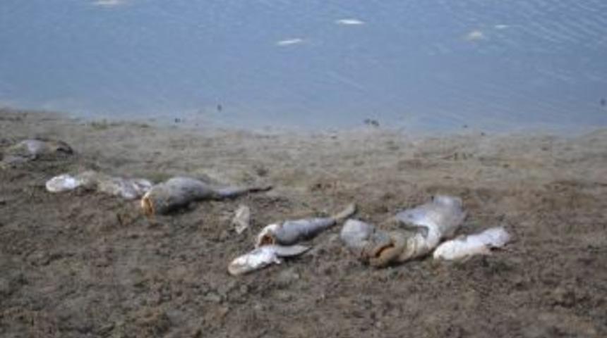 Milletvekili &Ouml;ztaylan'dan Toplu Balık &Ouml;l&uuml;mlerine Tepki