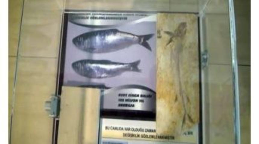 400 Bin Yıllık Canlılar