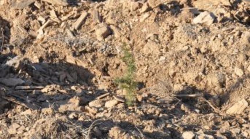 Termik Santrallerden Kaynaklanan Hava Kirliliği Ağa&ccedil;landırma Ile &Ccedil;&ouml;z&uuml;l&uuml;yor