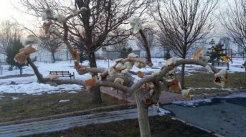 Kuşlar I&ccedil;in Ağa&ccedil; Dallarına Ekmek Astılar