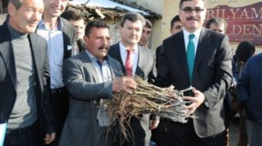 Vali K&ouml;yl&uuml;lere Asma Fidanı Dağıttı