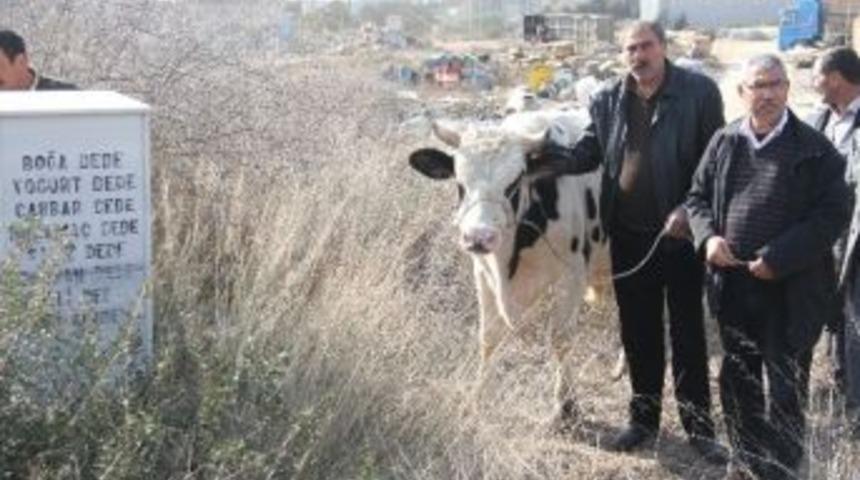 (&ouml;zel) Adana'da K&ouml;yl&uuml;ler, Boğa Dede T&uuml;rbesinde Dana Kesip Yağmur Duası Etti