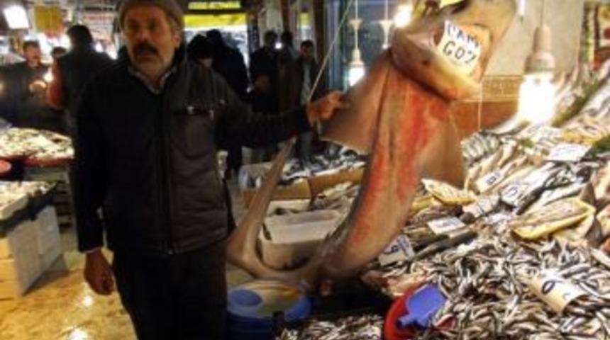 Cam Göz Köpek Balığı İlgi Görüyor