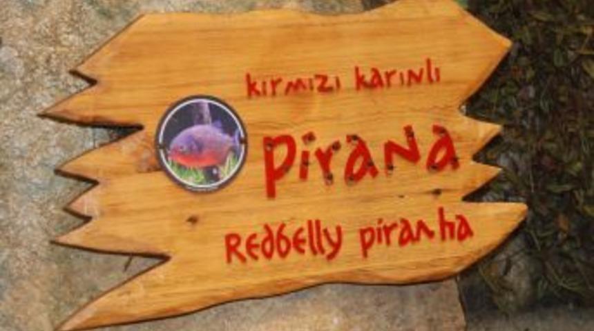 Canavar Piranalar Akvaryumda