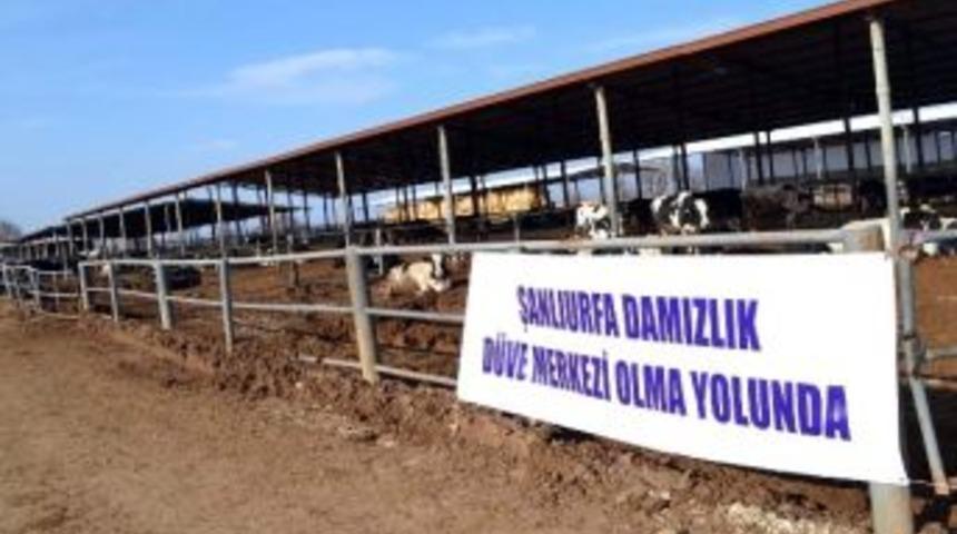 Damızlık Sığır Yetiştiricileri Birliği &Ccedil;alışmalarını S&uuml;rd&uuml;r&uuml;yor