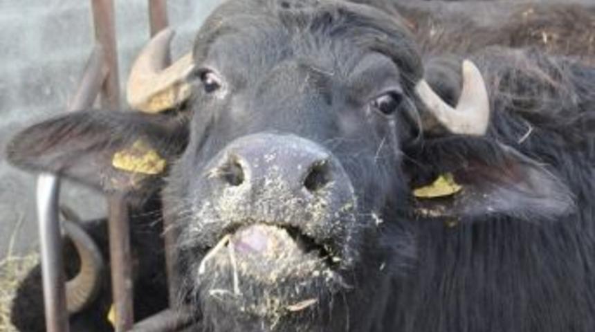 (&ouml;zel Haber) Teşvikle Manda &Uuml;retimi Arttı, Vatandaşın Manda &Uuml;r&uuml;nlerine Olan Talebi &Ccedil;oğaldı