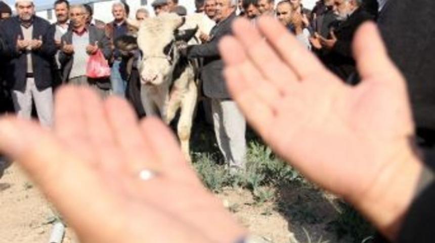 Boğalı Yağmur Duası Kabul Oldu