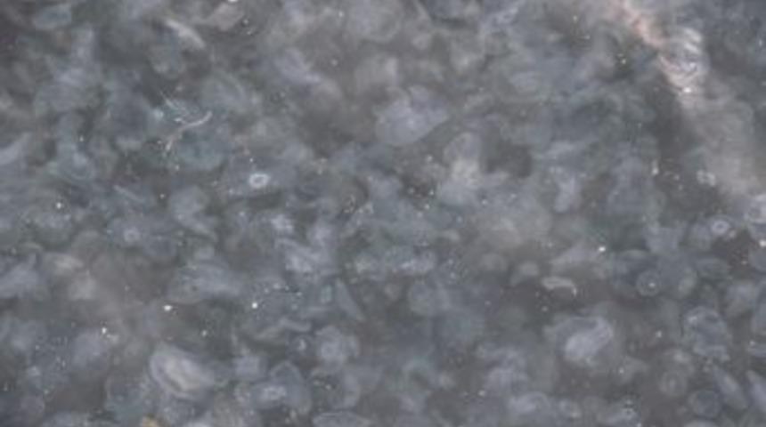 İstanbul Boğazı&rsquo;nda Deniz Anası S&uuml;rprizi