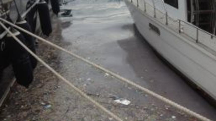 İstanbul Boğazı'nda Denizanası Istilası