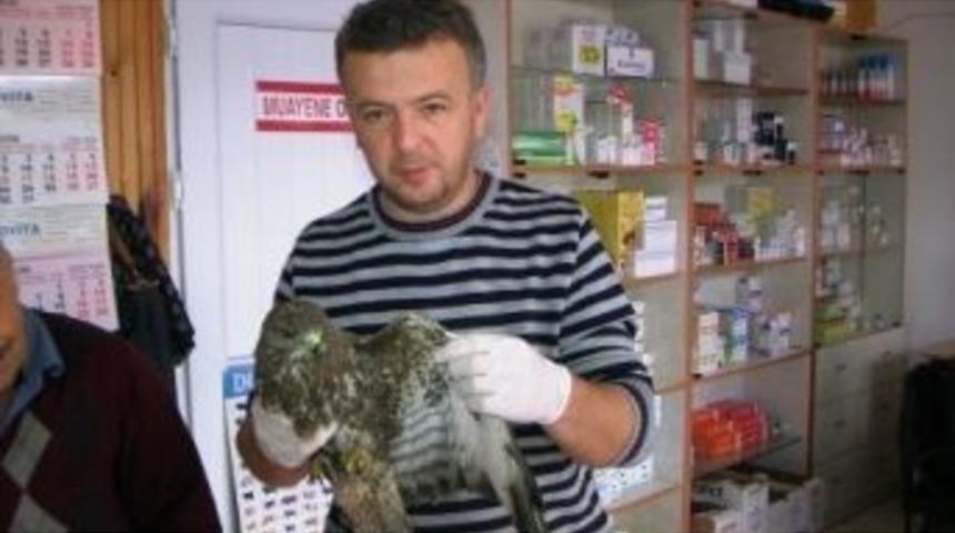 Cide'de Yaralı Bulunan Doğan Tedavi Edildi