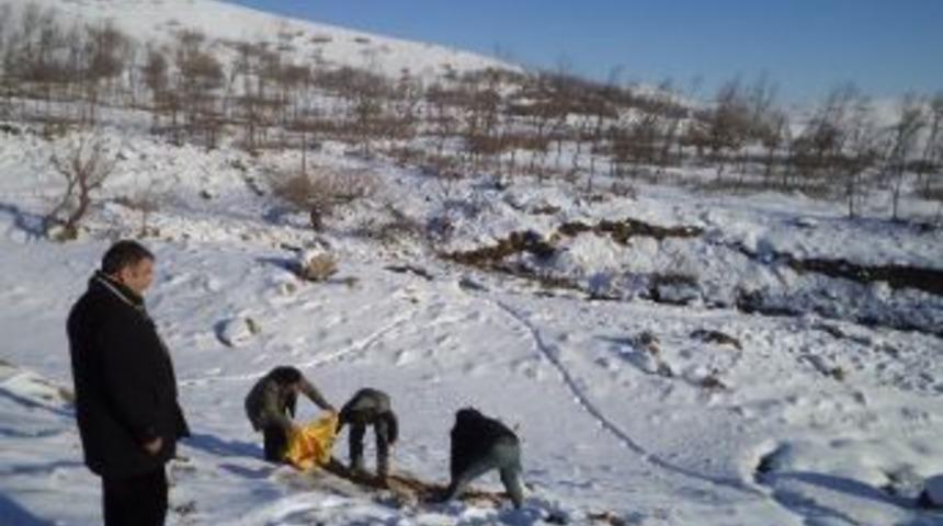 Varto&rsquo;da Yabani Hayvanlar İ&ccedil;in Doğaya Yem Bırakıldı