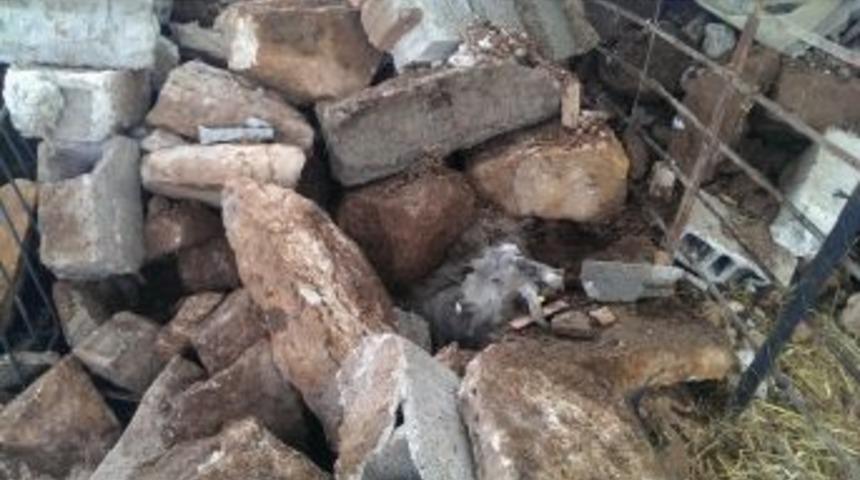 Depremde Yıkılan Ahırda 15 Ke&ccedil;i Feci Telef Oldu