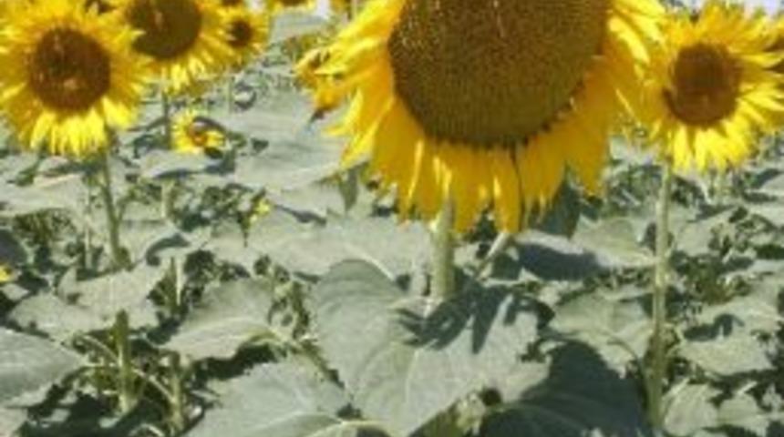 Ay&ccedil;i&ccedil;eği &Uuml;reticisine 90 Lira Fark &Ouml;denecek