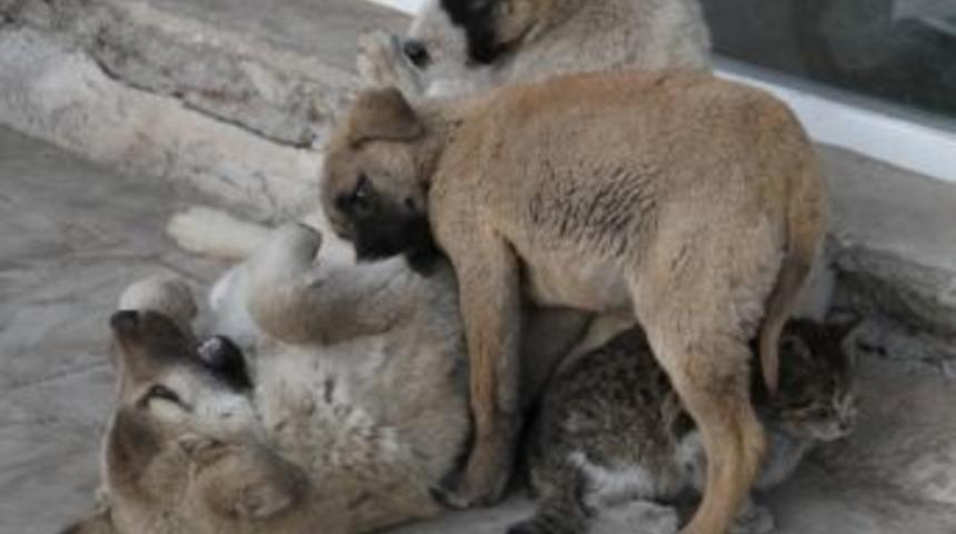 Soğuk Havada Kedi Ve K&ouml;peklerin Isıtan Dostluğu